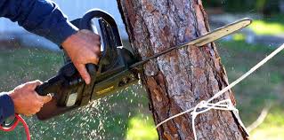 Pest Control for Lawns in Trion, GA