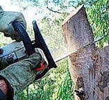 Best Firewood Processing and Delivery  in Trion, GA