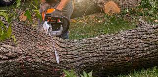 Best Tree and Shrub Care  in Trion, GA