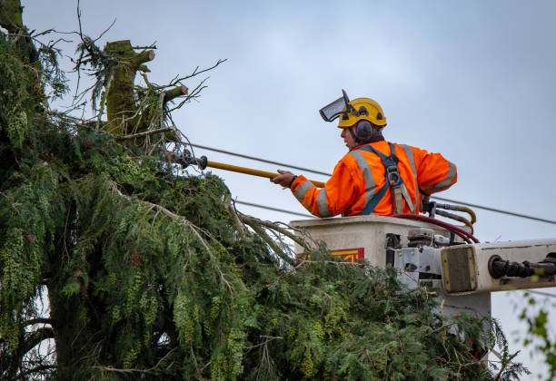 Best Tree Removal  in Trion, GA