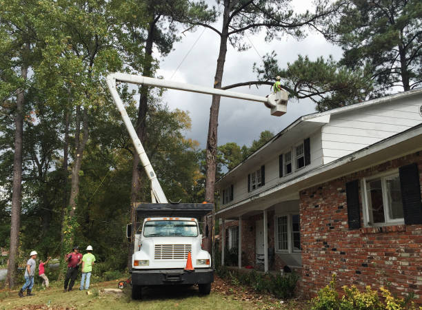 How Our Tree Care Process Works  in  Trion, GA
