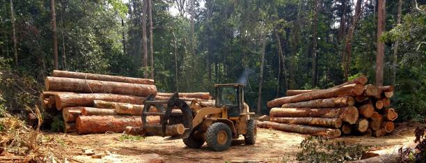 Best Lot and Land Clearing  in Trion, GA