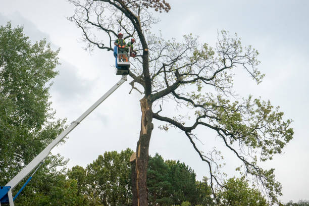 Best Emergency Tree Removal  in Trion, GA
