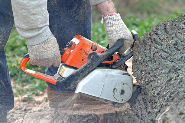 Best Utility Line Clearance  in Trion, GA