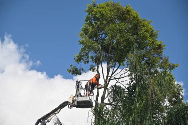 Best Tree Preservation Services  in Trion, GA