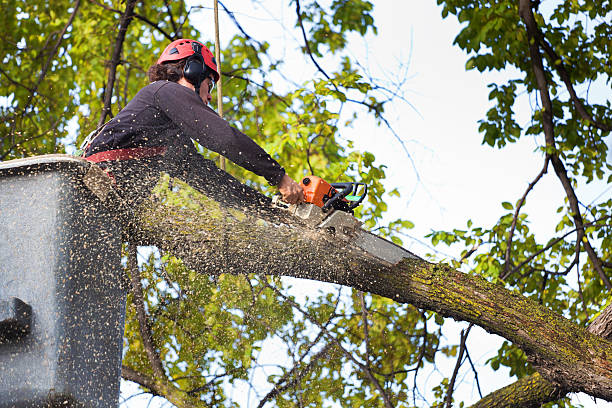 Best Hedge Trimming  in Trion, GA