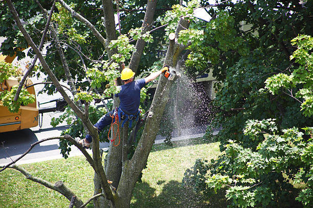 Best Stump Grinding and Removal  in Trion, GA