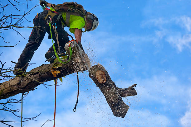 Best Tree Maintenance Programs  in Trion, GA