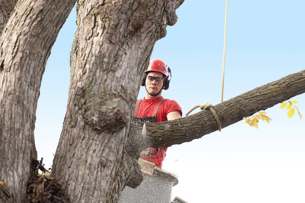 Best Arborist Consultation Services  in Trion, GA