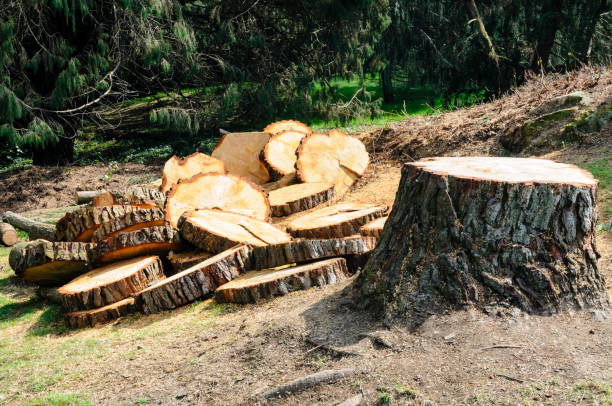 Trusted Trion, GA Tree Care Experts